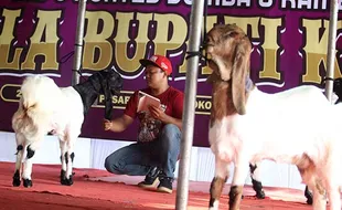 Ratusan Peternak dari Berbagai Daerah Ikuti Kontes Kambing dan Domba di Kediri