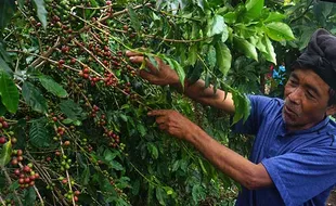 Produksi Kopi di Wonogiri, Mampu Hasilkan Puluhan Ton per Tahun