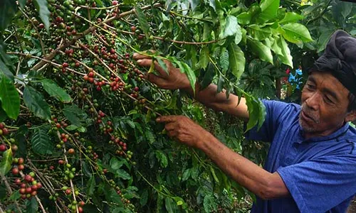 Produksi Kopi di Wonogiri, Mampu Hasilkan Puluhan Ton per Tahun