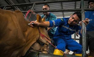 Pemberian Vaksin dan Vitamin ke Hewan Ternak Antisipasi PMK di Tangerang