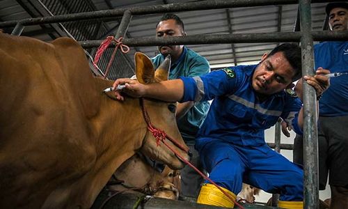 Pemberian Vaksin dan Vitamin ke Hewan Ternak Antisipasi PMK di Tangerang