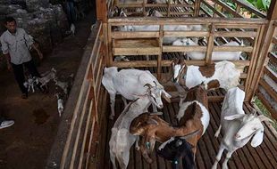 Potret Peternakan Kambing Perah Milik BUMDes di Ciamis, Wujudkan Desa Mandiri