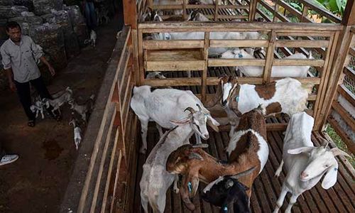 Potret Peternakan Kambing Perah Milik BUMDes di Ciamis, Wujudkan Desa Mandiri