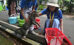 Kendalikan Populasi, Relawan Tangkap dan Steril Kucing Liar di Kebun Raya Bogor