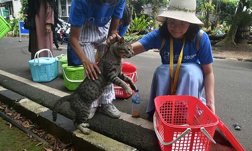 Kendalikan Populasi, Relawan Tangkap dan Steril Kucing Liar di Kebun Raya Bogor