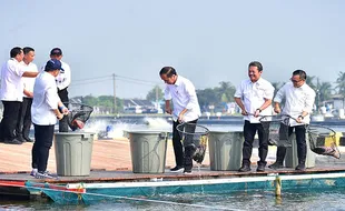 Momen Presiden Jokowi Resmikan Tambak Budi Daya Ikan Nila Salin di Karawang