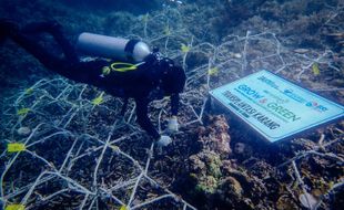 BRI Menanam Grow & Green Bantu Jaga Ekosistem Laut dan Kembangkan Wisata Daerah