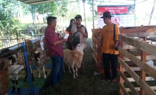 Wah! Ada Bazar Kambing Kurban dari Peternak Milenial Sukoharjo, Ini Lokasinya