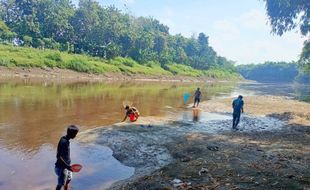 Bengawan Solo Tercemar Limbah, Warga Ngawi Panen Ikan Mabuk