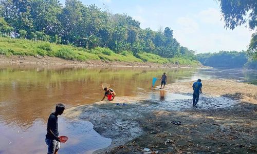 Bengawan Solo Tercemar Limbah, Warga Ngawi Panen Ikan Mabuk