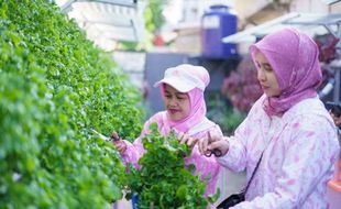 Didukung BRInita, Dasawisma Pisang Palembang Sulap TPS Liar Jadi Urban Farming