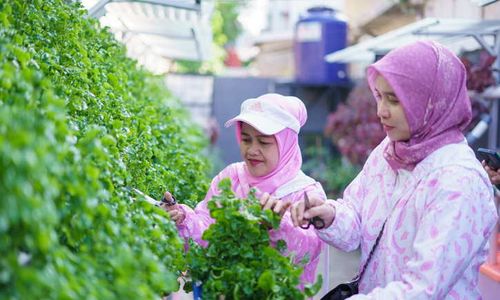 Didukung BRInita, Dasawisma Pisang Palembang Sulap TPS Liar Jadi Urban Farming