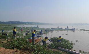 Babat Eceng Gondok, Ratusan Orang Terjun ke Waduk Cengklik Boyolali