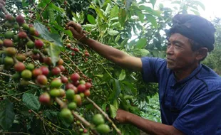 Dulu Hanya Jadi Penahan Erosi, Nilai Kopi Wonogiri Kini Capai Miliaran Rupiah