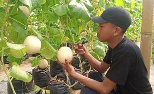 Hanya Sampai 30 Mei, Nikmati Sensasi Wisata Petik Melon di Bejen Karanganyar