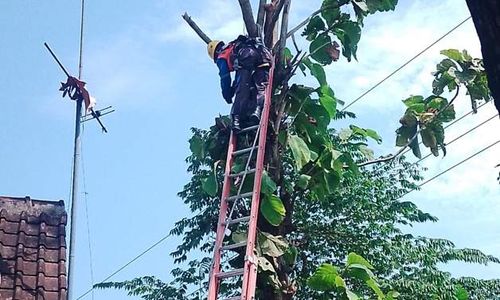 Tersetrum Kabel Listrik, Warga Juwiring Klaten Meninggal saat Pangkas Pohon