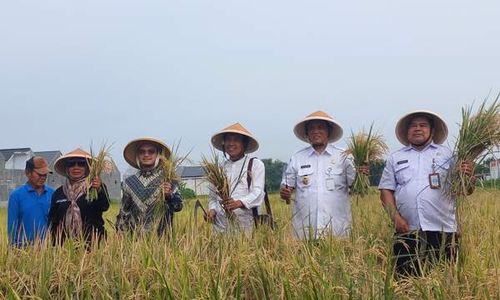 Didanai Uni Eropa, Sawah Percontohan Low Carbon Rice di Jomboran Klaten Panen