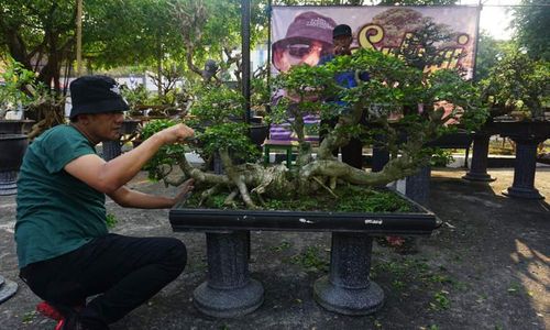 Disebut Gudang Bonsai, Pameran dan Kontes Bonsai Nasional Digelar di Wonogiri