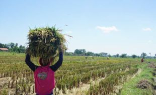 Waduh! Panen Padi di Wonogiri Memburuk karena Perubahan Iklim, Petani Rugi