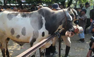 Pastikan Hewan Kurban Sehat Jelang Iduladha, DKPP Klaten Sebar 26 Tim