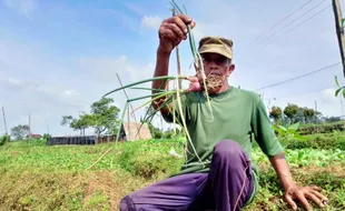 Harga Bawang Merah Melonjak Tinggi, Petani di Magetan Full Senyum