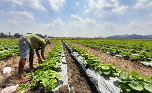 Dinilai Lebih Menguntungkan, Sebagian Petani di Wonogiri Beralih Tanam Buah