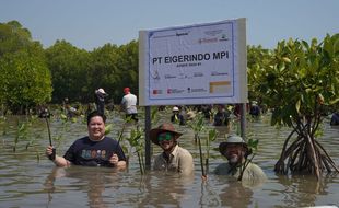 10.000 Pohon Mangrove dari EIGER untuk Selamatkan Pesisir Pantura