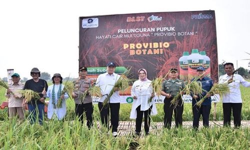 Solusi Perubahan Iklim, Ini Varietas Baru Padi yang Diuji Coba di Sukoharjo