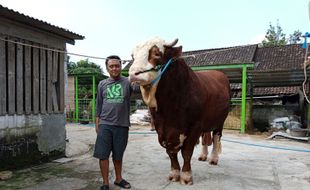 Sapi Jumbo untuk Kurban di Semarang Ini Laris Dipesan Pembeli sampai Malaysia