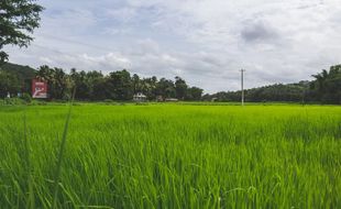 Aktivis LSM Sukoharjo Soroti Masifnya Konversi Sawah Produktif Jadi Perumahan