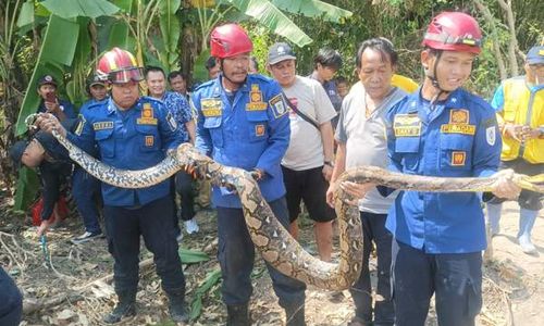 Diduga Makan Anak Kambing, Ular Sanca 3,5 Meter Ditangkap di Prambanan Klaten