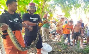 Geger! Ular Sanca 2,5 Meter Mangsa 1 Ekor Ayam di Pundong Bantul