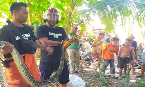 Geger! Ular Sanca 2,5 Meter Mangsa 1 Ekor Ayam di Pundong Bantul