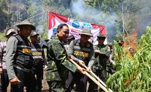 Lahan Ganja Seluas 2,5 Hektare di Aceh Besar Dimusnahkan