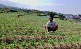 Sedih, Seratusan Hektare Lahan Bawang Merah di Magetan Terancam Gagal Panen