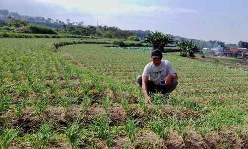 Sedih, Seratusan Hektare Lahan Bawang Merah di Magetan Terancam Gagal Panen