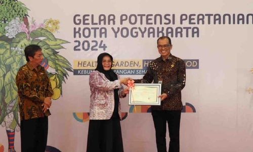 Mangga Varietas Cempura dan Semar Asli Sah Milik Keraton Jogja