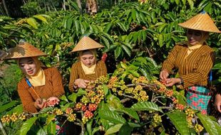 Festival Petik Kopi di Temanggung, Ajang Promosi Kopi Robusta Gemawang