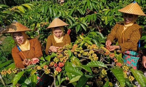 Festival Petik Kopi di Temanggung, Ajang Promosi Kopi Robusta Gemawang