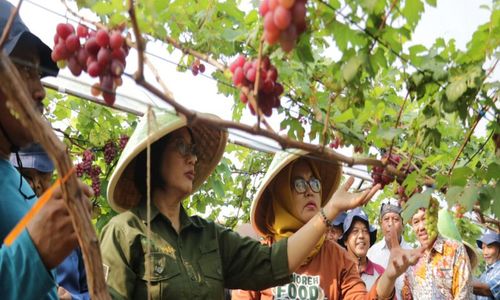 Kulonprogo Bikin Pertanian-Perikanan Terintegrasi Anggur-Melon dan Lele-Gurami