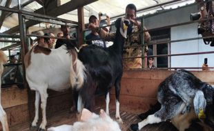 Nilainya Capai Rp37 Triliun, Pemerintah RI akan Menyetop Impor Kambing