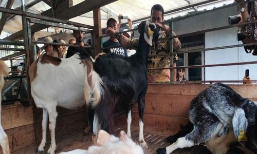 Nilainya Capai Rp37 Triliun, Pemerintah RI akan Menyetop Impor Kambing