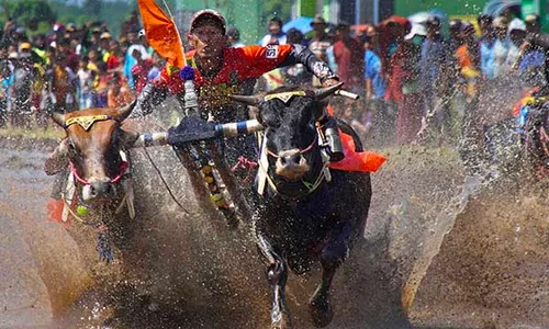 Keseruan Lomba Karapan Sapi Brujul di Probolinggo, Upaya Lestarikan Budaya