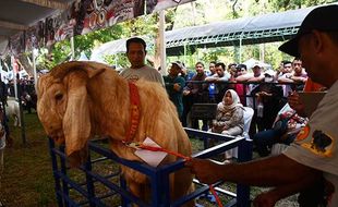 Pertama Digelar, Ratusan Peternak Ramaikan Kontes Kambing & Domba di Magetan