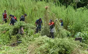 BNN Musnahkan Ladang Ganja Siap Panen Seluas 2,5 Hektare di Aceh Besar