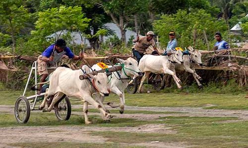 Serunya Molumba Japi, Tradisi Pacuan Sapi Tradisional di Sigi Sulteng