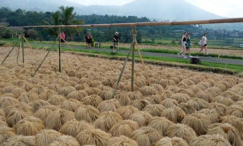 Tradisi Panen Padi Beras Merah di Desa Jatiluwih Bali Jadi Daya Tarik Wisata