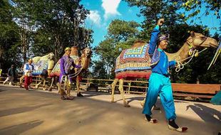 Parade Unta di Solo Safari Meriahkan Peringatan World Camel Day