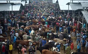 Jelang Iduladha, Harga Sapi dan Kambing Kurban di Pasar Jelok Boyolali Naik