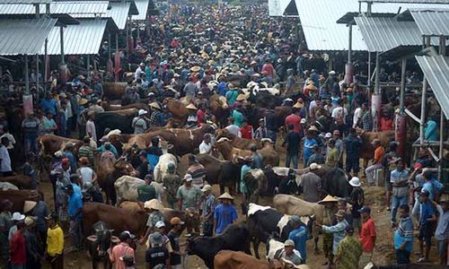 Jelang Iduladha, Harga Sapi dan Kambing Kurban di Pasar Jelok Boyolali Naik